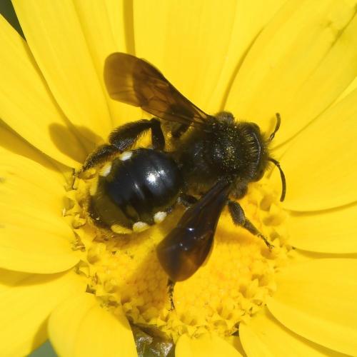 Réf. 226 498 : Andrena albopunctata